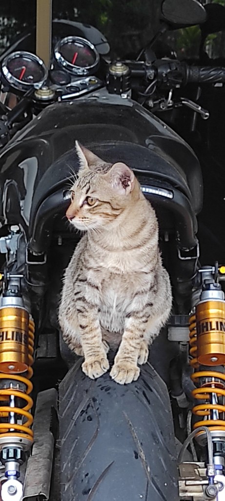 The cat is on the motorcycle.